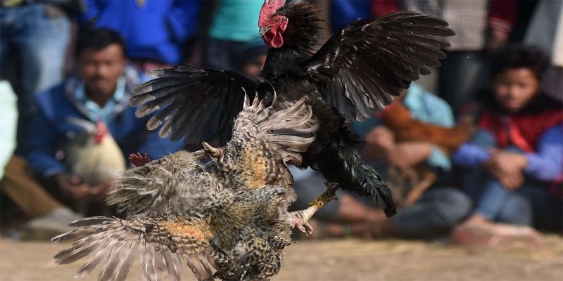 Dòng gà lai Mỹ trong đá gà cựa dao