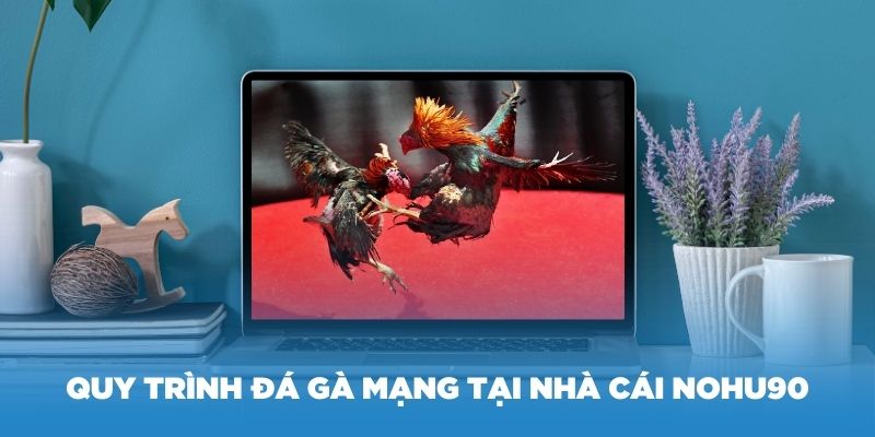 Hướng dẫn quy trình đá gà mạng tại nhà cái Nohu90