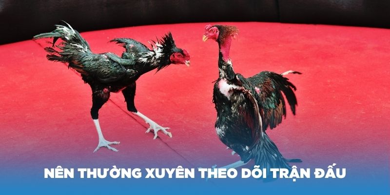 Nên thường xuyên theo dõi trận đấu để nhận biết chiến kê