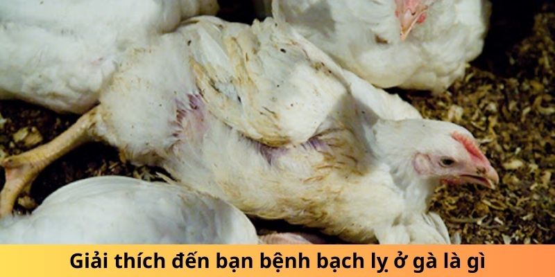 Giải thích đến bạn bệnh bạch lỵ ở gà là gì