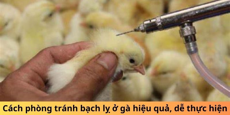 Cách phòng tránh bạch lỵ ở gà hiệu quả, dễ thực hiện