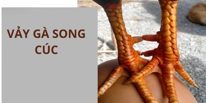 Đặc điểm cơ bản của vảy gà song cúc 