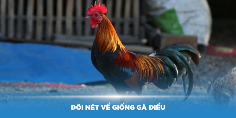 Giống gà điều và các điểm đặc biệt