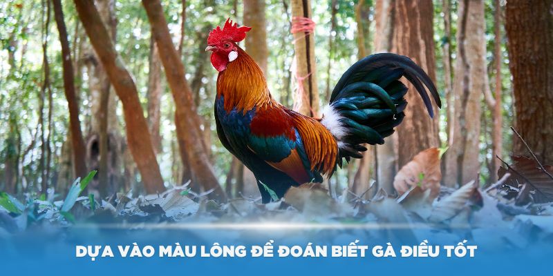 Dựa vào màu lông để đoán biết gà điều tốt