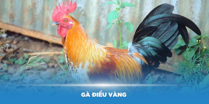 Giống gà điều vàng được nhiều người ưa chuộng