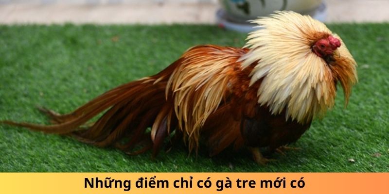 Những điểm chỉ có gà tre mới có