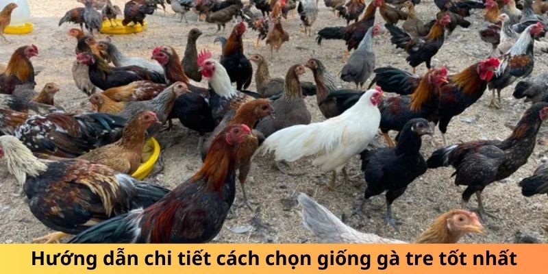 Hướng dẫn chi tiết cách chọn giống gà tre tốt nhất