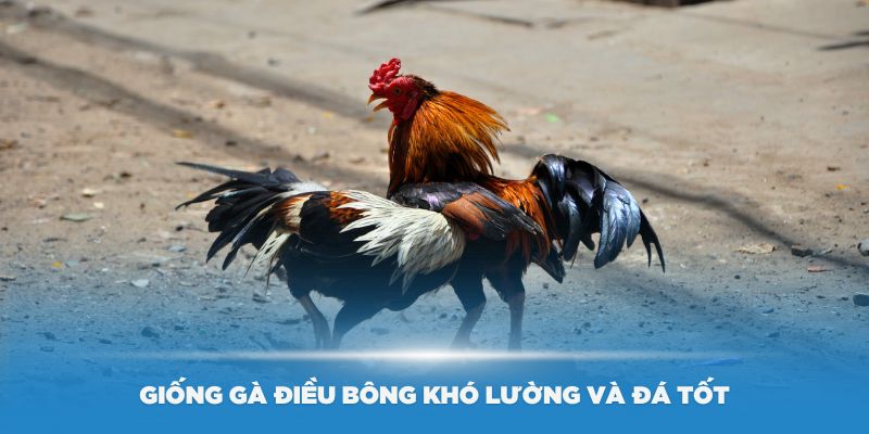 Giống gà điều bông khó lường và đá tốt