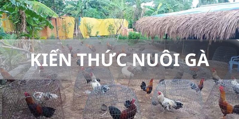 Kiến thức nuôi gà đá