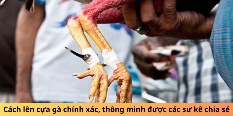 Cách lên cựa gà chính xác, thông minh được các sư kê chia sẻ