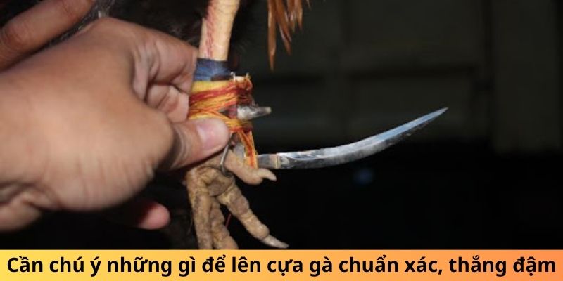 Cần chú ý những gì để lên cựa gà chuẩn xác, thắng đậm