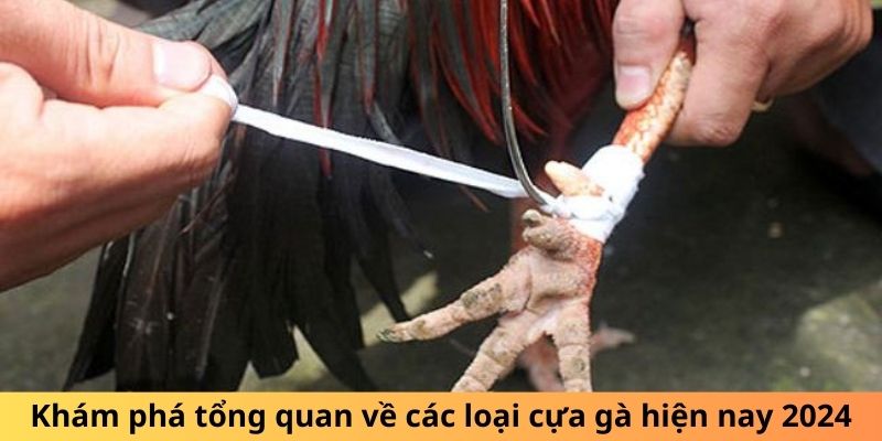 Khám phá tổng quan về các loại cựa gà hiện nay 2024