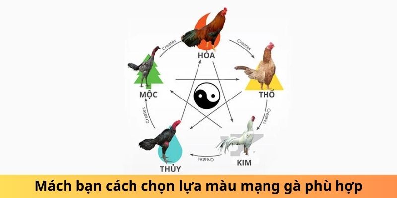 Tìm hiểu sơ bộ về khái niệm màu mạng gà đá