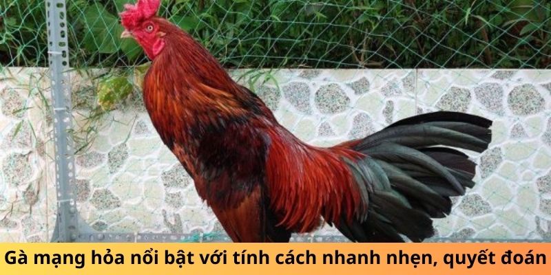 Gà mạng hỏa nổi bật với tính cách nhanh nhẹn, quyết đoán