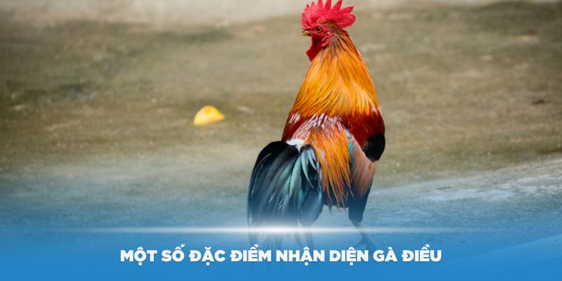 Một số đặc điểm nhận diện gà hiệu quả mà bạn nên biết