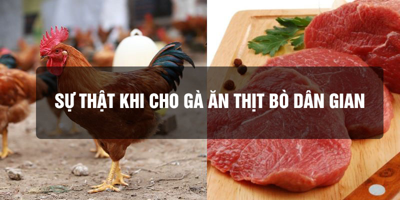 Sự thật khi cho gà ăn thịt bò dân gian không bao giờ kể