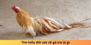 Tìm hiểu đôi nét về gà tre là gì